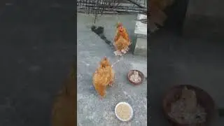 Buff cochin heavy | fancy hens