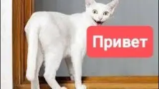 кот Моцарт/cat mozart#смешныевидео #travel #nature #love #europe #funny #relax