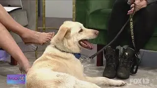 Dog Gone Seattle shares details about upcoming adoption event, adoptable pets | Studio 13 Live