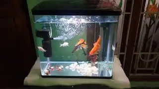 Oblong aquarium