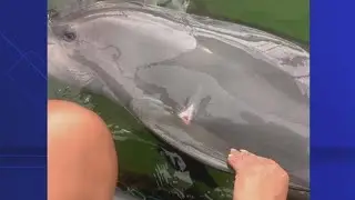 Photos reveal dolphins were injured during ride from one Florida attraction to another