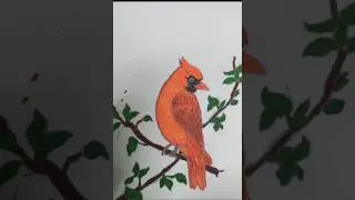 Northern cardinal Bird