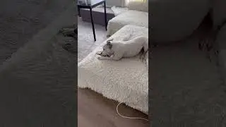 Ох и радость😂#dog #глухаясобака #глухаятэффи
