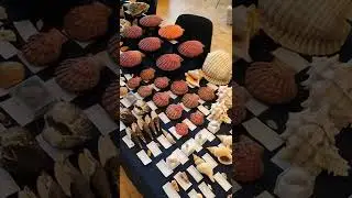ALLSPIRA Stand for Paris Shell Show (March 2022) Chelles