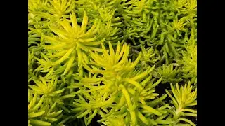 Sedum Angelina