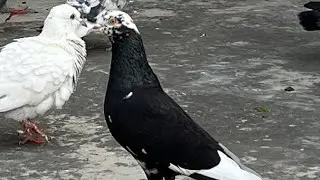 Yasine pigeon care is live!