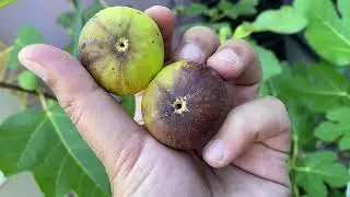 تين اسباني بورجاسوته رمادي Bourjassotte Grise Fig 08-31-2022
