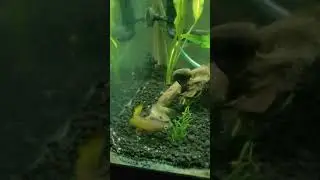 Killi fish laying eggs and spawning