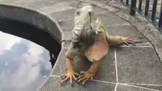 Head-Banging: Iguana Style
