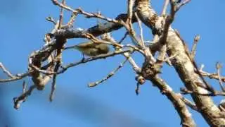 Northern Beardless-Tyrannulet Sitting in Tree Estero Llano Grande State Park