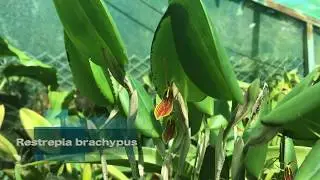 Restrepia brachypus