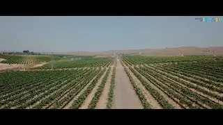 Timeless Israel: History and Tradition - Israeli Wines