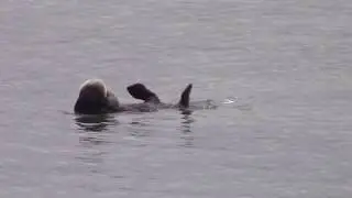 moss landing wildlife area 04 03 2019 1