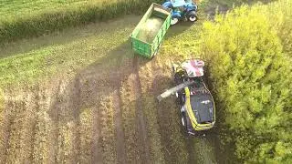 Willow wood crops - Eco Crops Ltd Harvesting team