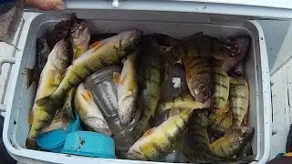 A&A Fishing Charters: Perch and Walleye