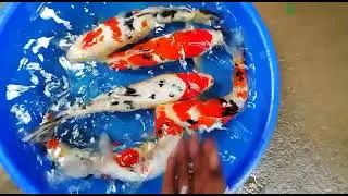 Cyprinus rubrofuscus|Koi carp|