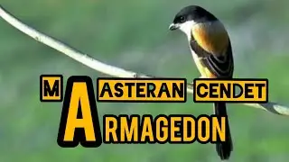 Masteran cendet armagedon || Masteran paling populer dan paling disukai juri