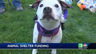 Why animal advocates say California shelters need more funding