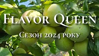 Плуот Флавор Квін