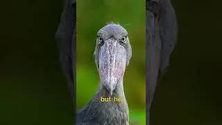 This bird sounds like a Machine Gun 🤯#animals #nature #wildlife #shoebill #shoebillstork #fyp