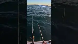 LINHA DE M&Atilde;O A FATURAR, GRANDA MOCA!!!! #dicasdobeja #fishing #choco