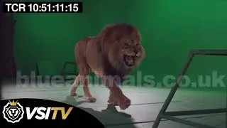 LION walking left to right | chromakey archive