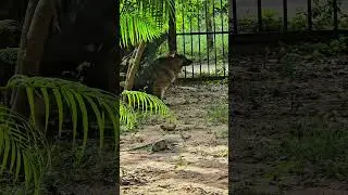🎙️🐶 Tamil Funny Dog Voice Over | Dog Meme Tamil  #Shorts 😂