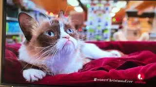 Funny Grumpy Cat At The Pet Store Christmas Scene! 😂🤣