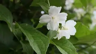Oleaceae