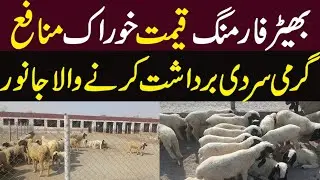 Sheep Farming Business in Pakistan | Sheep Price In Cattle Market ||
