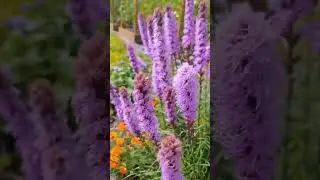 Знакомьтесь - Лиатрис