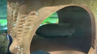 😖Evil Fish🐟#fish