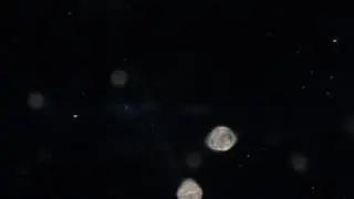 Urechis unicinctus Trochophore Larvae (BIOHOPK160H)