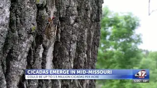 Cicadas emerge in Mid-Missouri