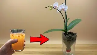 How to Grow Orchids Without Watering to Help Them Grow Quickly and Well