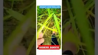 paddy leaf roller disease #disease #agriculture @farmerr_bande18#indian