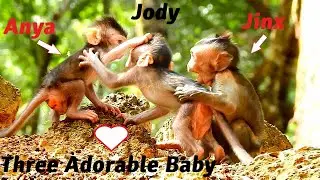 Adorable Baby Monkey Jody, Anya and Baby Jinx Playing So Happily In Amber Group.