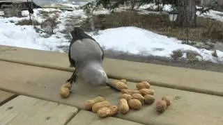 Clark's Nutcracker - Size does matter