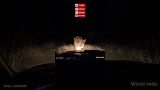 The lion blocked the car's path 😳(Ai) #lion