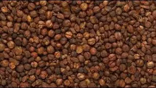 Synthetic Seed Production as a Tool for theConservation and Domestication of Celastruspaniculatus