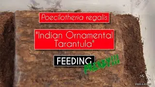 Tarantula Feeding Frenzy! P. regalis (Indian Ornamental) communal slings: Spiders-N-Inverts #16