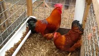 Mike Omeg's New Hampshires: 2012 best Cock Bird