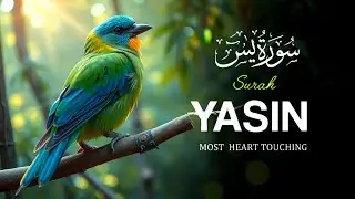 Surah Yasin ❤️ Shab-e-Meraj Special | Heart-Touching Recitation for Forgiveness, Mercy & Peace | FQ