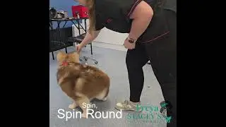 Random - Dog tricks for treat after her groom  #StaceysDogGrooming