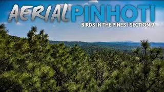 AERIAL PINHOTI 4K | Birds in the Pines - Section 9 #pinhotitrail