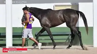 LOTE 04 - EPITAFIO BRZ