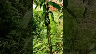 Small mango tree 🥭 🌱 #shorts #mango #tree #fruit