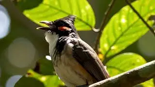 Prompt in Description | 🎬 4K ULTRA REALISTIC &bull; RED-WHISKERED BULBUL WHISTLE MASTERPIECE 🎶🌿