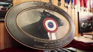 The World's Most Beautiful Cow - Montmagny, Quebec