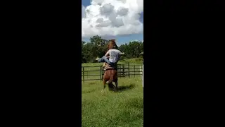 Breaking a bucking horse to ride